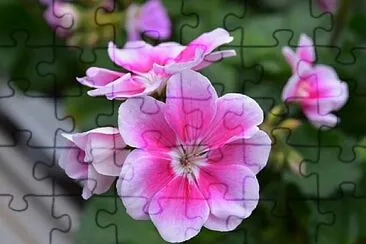 Foto jigsaw puzzle