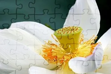 Toy jigsaw puzzle
