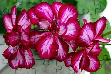 Foto jigsaw puzzle