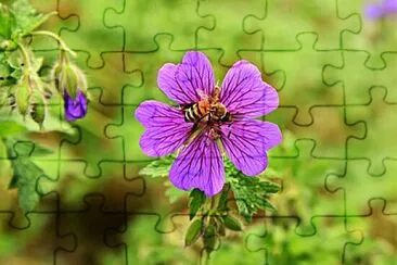 Foto jigsaw puzzle