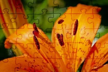 Foto jigsaw puzzle