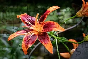 Foto jigsaw puzzle