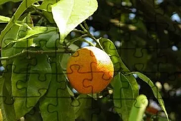 Foto jigsaw puzzle