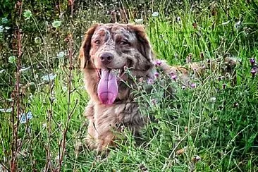 Chien jigsaw puzzle