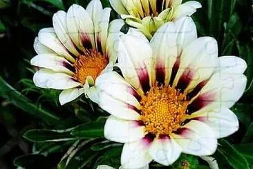 花 jigsaw puzzle