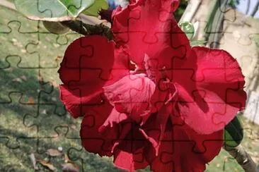 Foto jigsaw puzzle