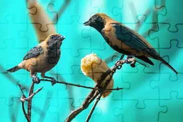 Foto jigsaw puzzle