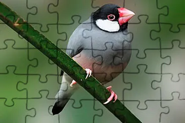 Foto jigsaw puzzle