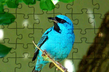 Foto jigsaw puzzle