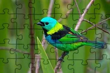 Foto jigsaw puzzle