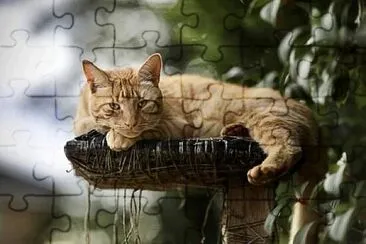 Foto jigsaw puzzle