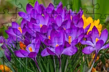 Foto jigsaw puzzle