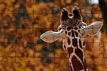 Foto jigsaw puzzle