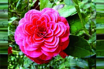 花漾