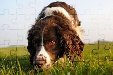 Quebra cabeça cachorro jigsaw puzzle