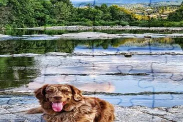 Chien jigsaw puzzle