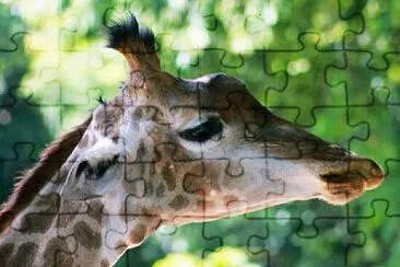 Foto jigsaw puzzle