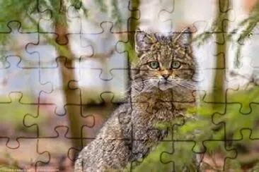 Foto jigsaw puzzle
