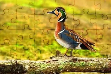 Toy jigsaw puzzle