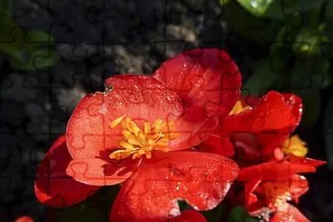 Foto jigsaw puzzle