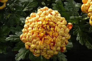 Foto jigsaw puzzle