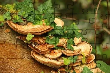 Foto jigsaw puzzle