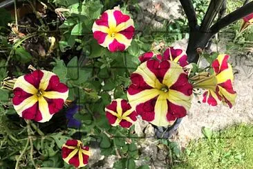Striped Petunias