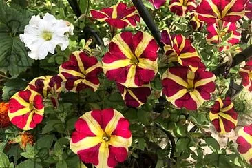 One White Petunia