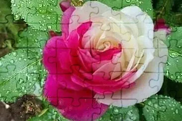 花漾 jigsaw puzzle