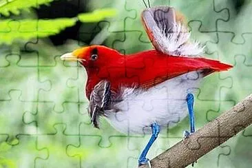 פאזל של 鳥類