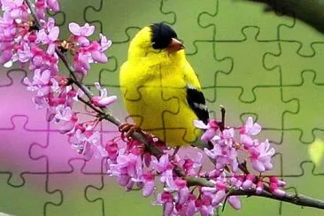 鳥類 jigsaw puzzle