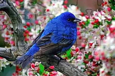 鳥類 jigsaw puzzle