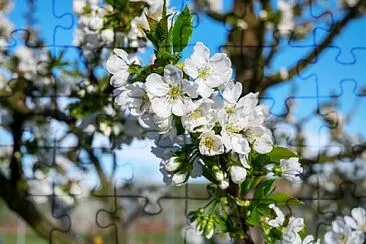 Foto jigsaw puzzle