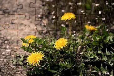 Foto jigsaw puzzle