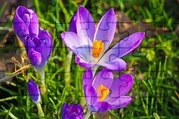 Foto jigsaw puzzle