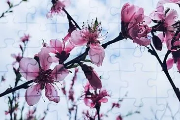 Foto jigsaw puzzle