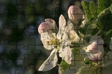 Foto jigsaw puzzle