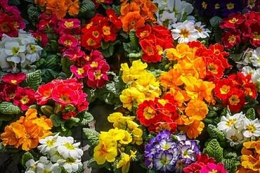 Foto jigsaw puzzle