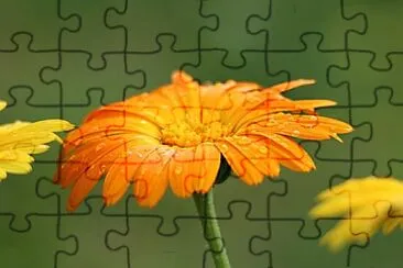 Foto jigsaw puzzle
