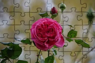 Foto jigsaw puzzle
