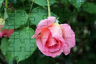 Foto jigsaw puzzle