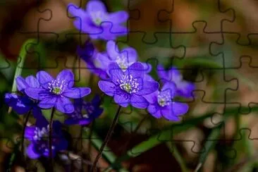 Foto jigsaw puzzle