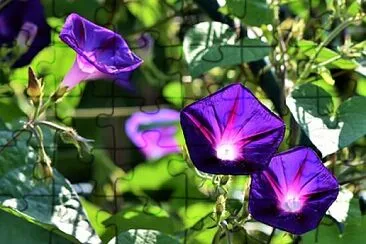 Foto jigsaw puzzle