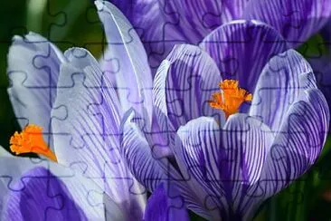 Foto jigsaw puzzle