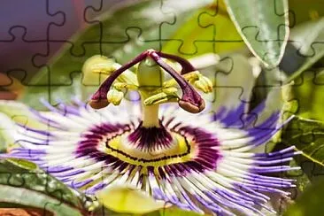 Foto jigsaw puzzle