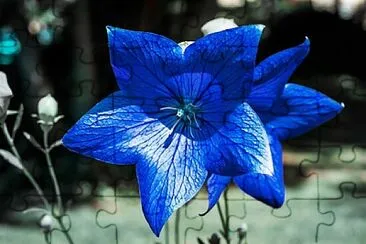 Foto jigsaw puzzle