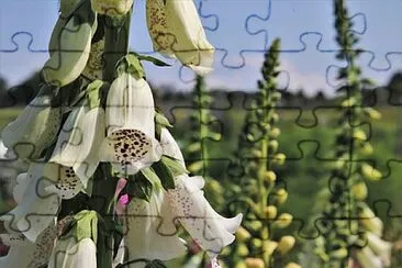 Foto jigsaw puzzle