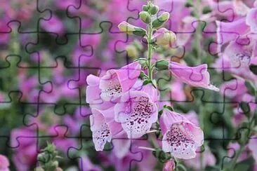 פאזל של Foto