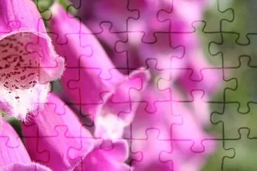 Foto jigsaw puzzle