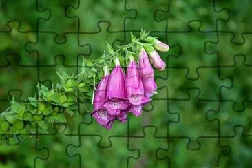 Foto jigsaw puzzle